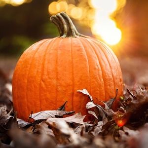 Meet your Posher, Kayli